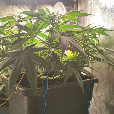White Widow #1 growlog timeline photo