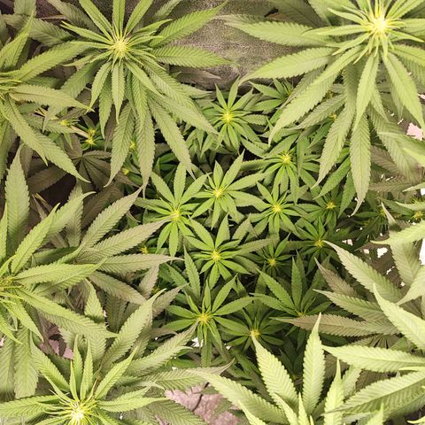 Dos si Dos 33 #1 growlog timeline photo