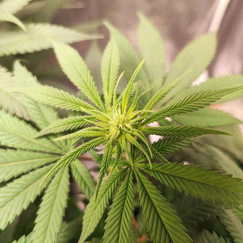 White Widow #1 growlog timeline photo