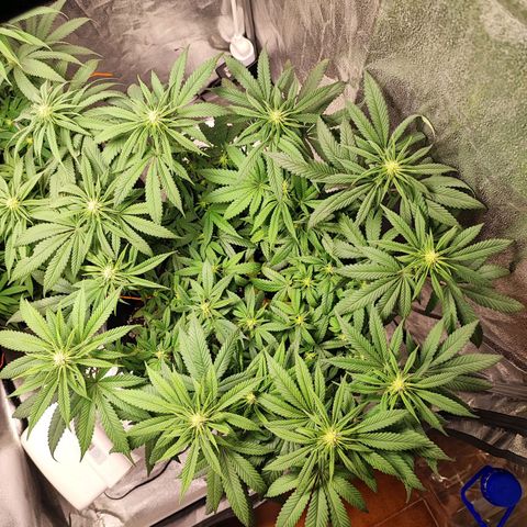 White Widow #1 growlog timeline photo