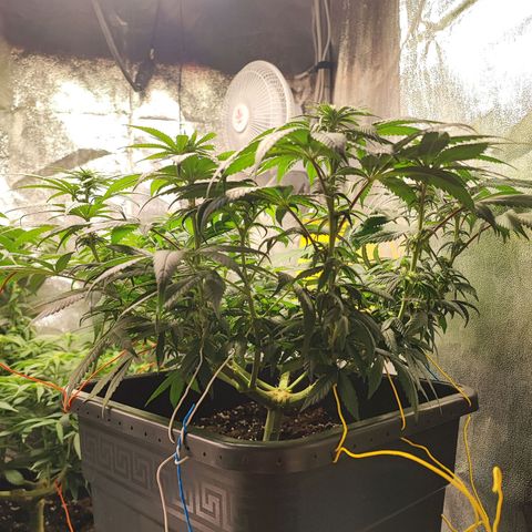 White Widow #1 growlog timeline photo