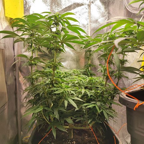 Dos si Dos 33 #1 growlog timeline photo