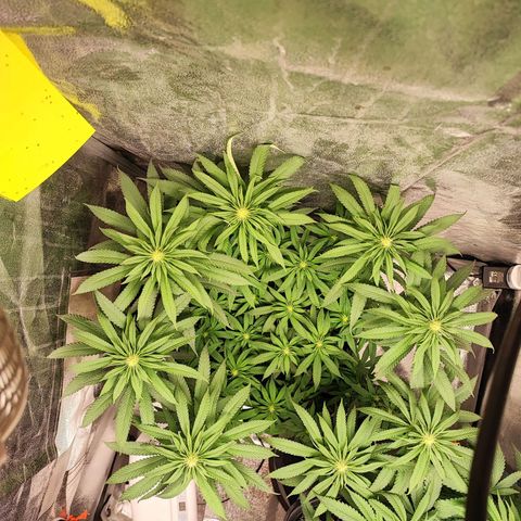 Dos si Dos 33 #1 growlog timeline photo