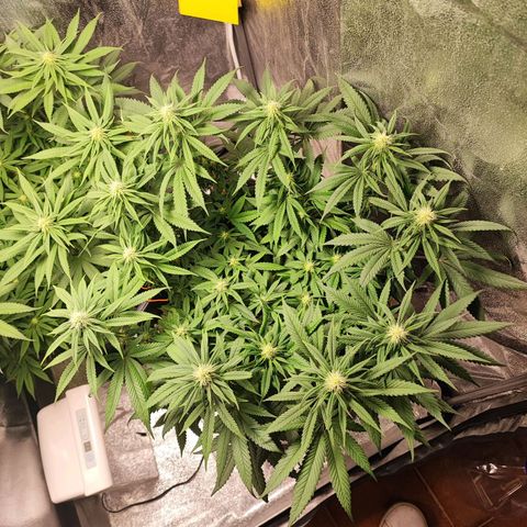 White Widow #1 growlog photo: Le infiorescenze stanno crescendo a vista d'occhio.. il profumo diventa sempre più intenso 