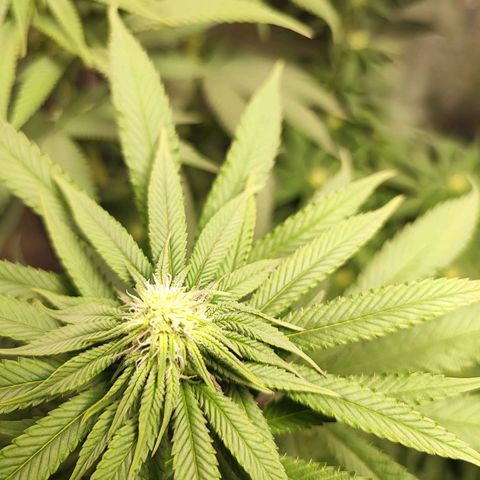 Dos si Dos 33 #1 growlog timeline photo