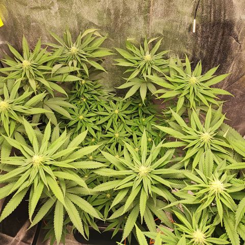 Dos si Dos 33 #1 growlog photo: Le infiorescenze stanno crescendo a vista d'occhio e iniziano a tingersi leggermente di viole.. il profumo diventa sempre più intenso 
