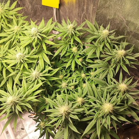 White Widow #1 growlog timeline photo