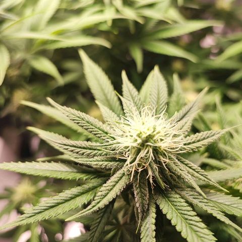 White Widow #1 growlog timeline photo