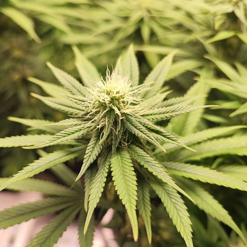 White Widow #1 growlog timeline photo