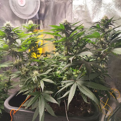 White Widow #1 growlog timeline photo