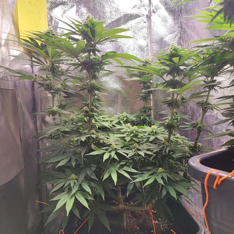 Dos si Dos 33 #1 growlog timeline photo
