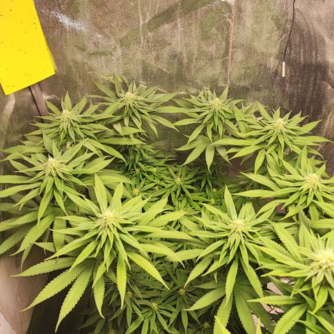 Dos si Dos 33 #1 growlog timeline photo