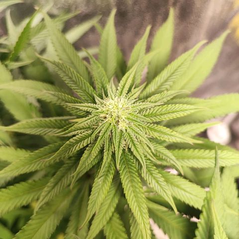 Dos si Dos 33 #1 growlog timeline photo
