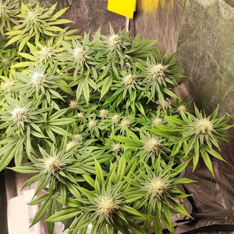 White Widow #1 growlog timeline photo