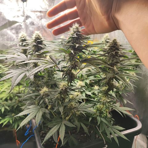 White Widow #1 growlog timeline photo