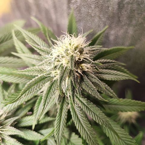 White Widow #1 growlog timeline photo