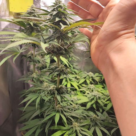 Dos si Dos 33 #1 growlog timeline photo