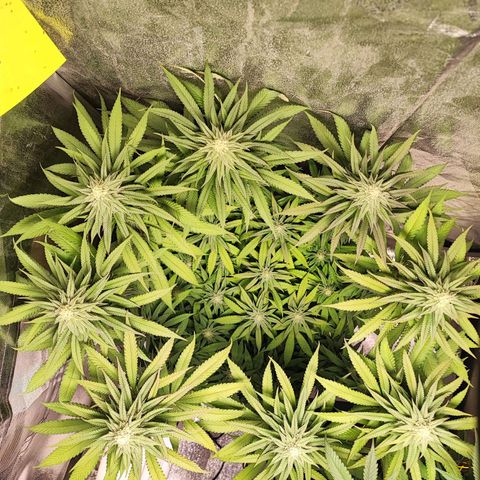 Dos si Dos 33 #1 growlog timeline photo