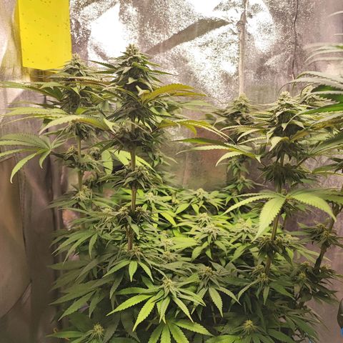 Dos si Dos 33 #1 growlog timeline photo