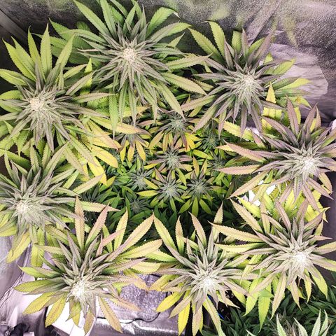 Dos si Dos 33 #1 growlog photo: Le cime più alte hanno iniziato a diventare viola, mente le foglie più in basso stanno diventando gialle