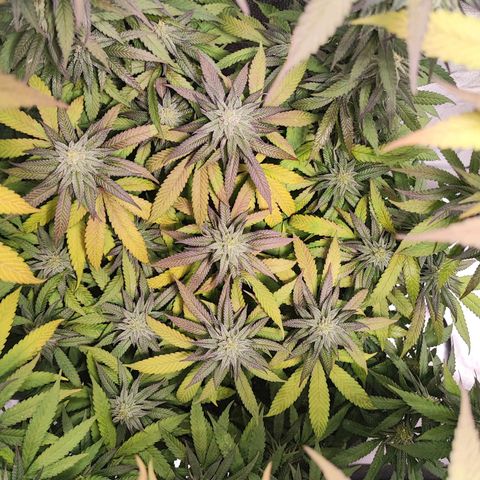 Dos si Dos 33 #1 growlog timeline photo