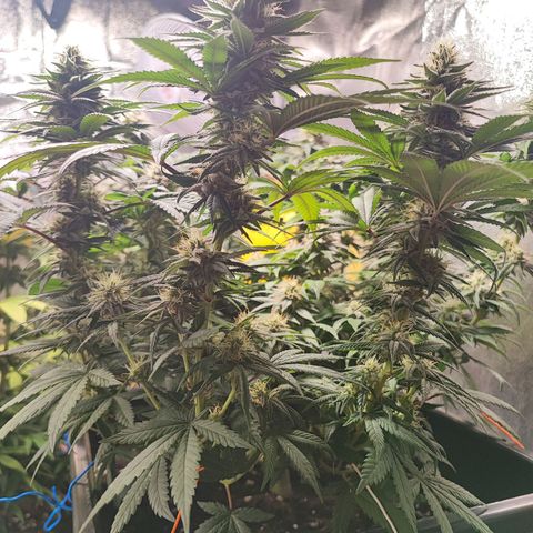 White Widow #1 growlog timeline photo