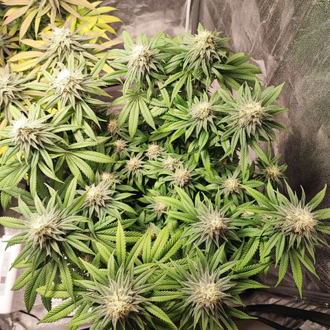 White Widow #1 growlog timeline photo