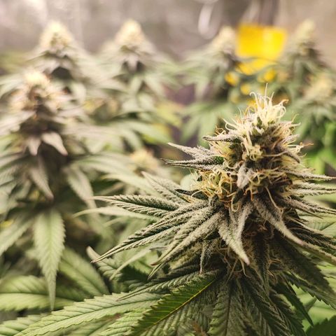 White Widow #1 growlog timeline photo