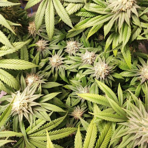 White Widow #1 growlog timeline photo