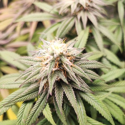 White Widow #1 growlog timeline photo