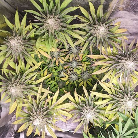Dos si Dos 33 #1 growlog timeline photo