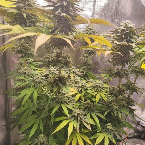 Dos si Dos 33 #1 growlog timeline photo