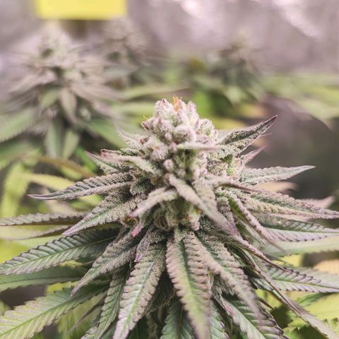 Dos si Dos 33 #1 growlog timeline photo