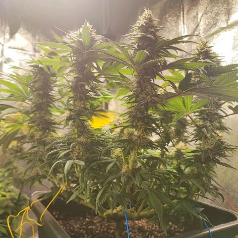 White Widow #1 growlog timeline photo