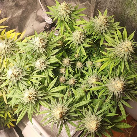White Widow #1 growlog timeline photo