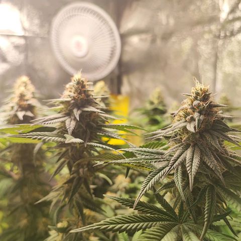 White Widow #1 growlog timeline photo