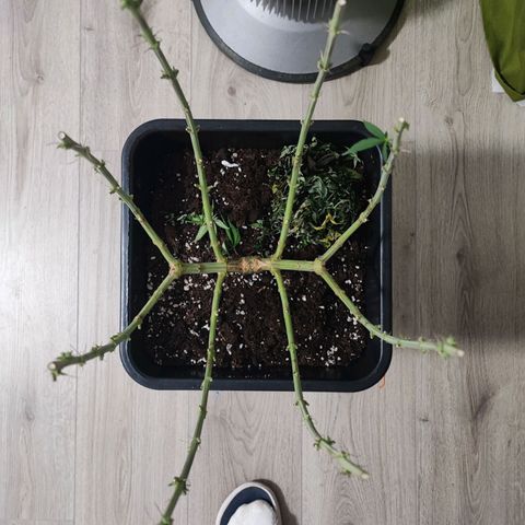 Dos si Dos 33 #1 growlog timeline photo