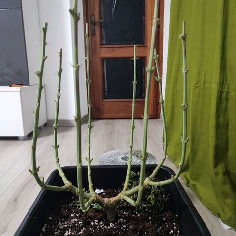 Dos si Dos 33 #1 growlog timeline photo