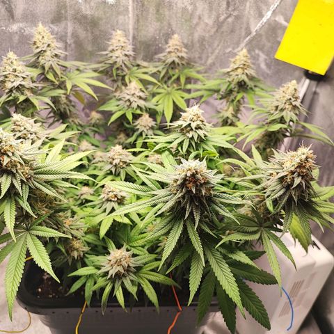 White Widow #1 growlog timeline photo