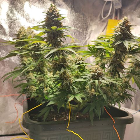 White Widow #1 growlog timeline photo