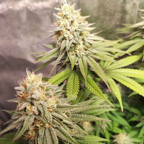 White Widow #1 growlog photo: Cime resinosissime.. ecco perché si chiama White widow 