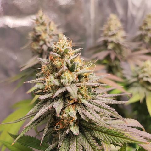 White Widow #1 growlog timeline photo