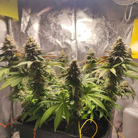 White Widow #1 growlog timeline photo