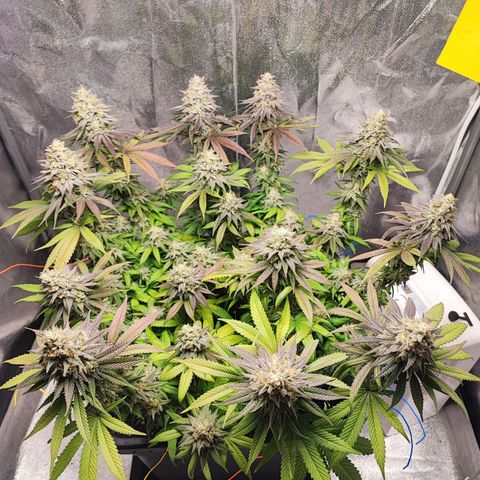 White Widow #1 growlog photo: Quasi pronta