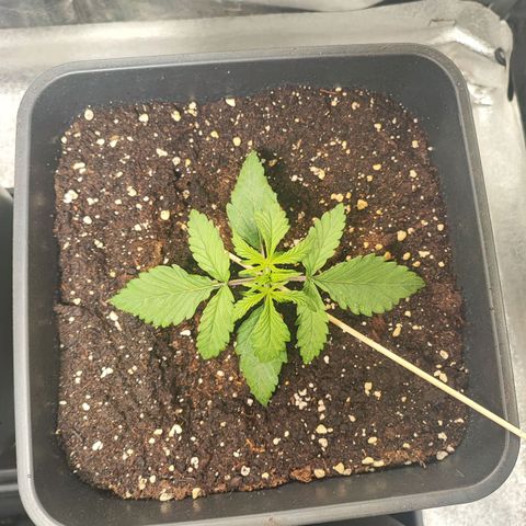 Mimosa x Orange Punch #3 growlog timeline photo
