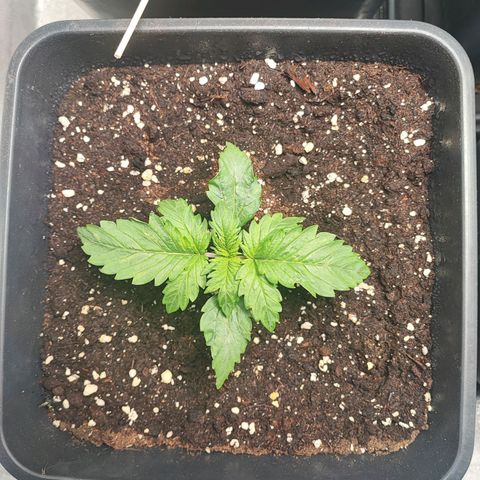 Purplematic CBD #3 growlog timeline photo