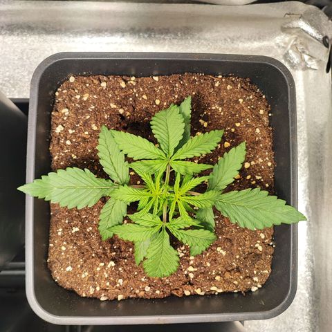 Mimosa x Orange Punch #3 growlog timeline photo