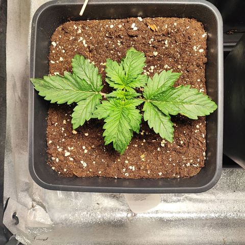 Purplematic CBD #3 growlog timeline photo