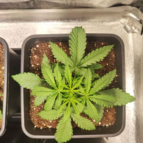 Mimosa x Orange Punch #3 growlog timeline photo