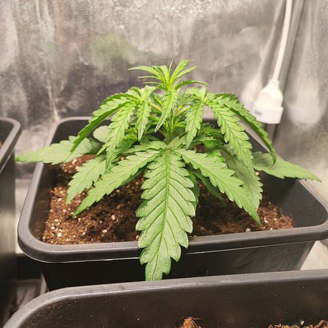 Mimosa x Orange Punch #3 growlog timeline photo